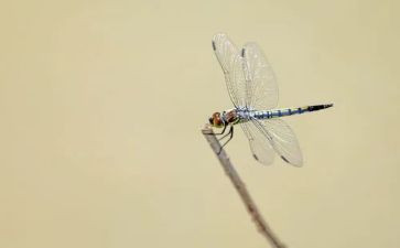 小蜻蜓的梦读后感7篇