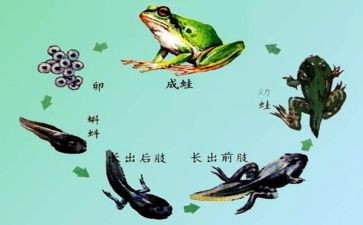 蝌蚪作文精选7篇