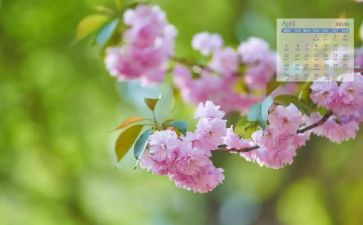 中班4月份工作月总结5篇