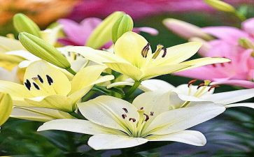 《百合花》的读后感推荐7篇
