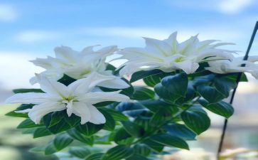 《百合花》的读后感7篇