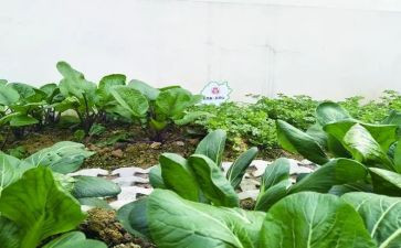 水果蔬菜采购合同8篇