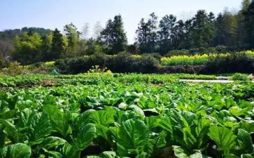 肉菜市场调查报告6篇