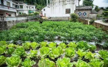 韭菜市场调查报告范文6篇
