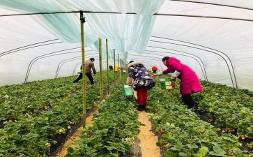 采摘活动方案参考8篇