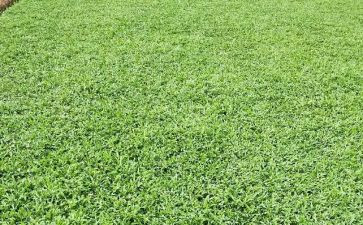 草读后感300字优秀5篇