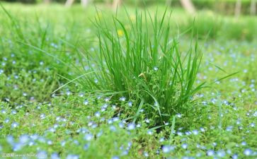 鲁迅野草读后感6篇