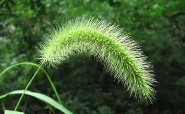 除草的心得5篇