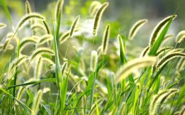 草的调查报告推荐5篇