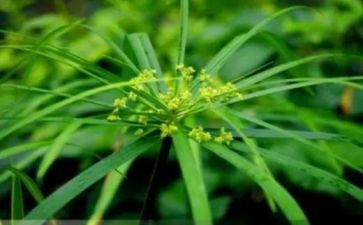 写草船借箭的读后感优秀7篇