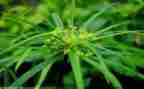 草房子的心得体会500字5篇