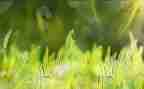 我是棵小草的作文推荐5篇