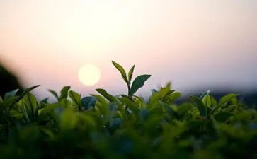 奶茶的活动方案通用8篇