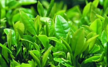 关于茶营销策划方案模板7篇