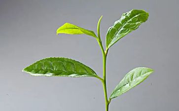 茶活动策划通用8篇