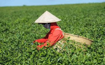 与茶有关的调查报告7篇