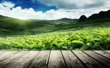 擂茶文化的调查报告6篇