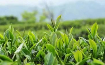 茶企业文化心得体会8篇