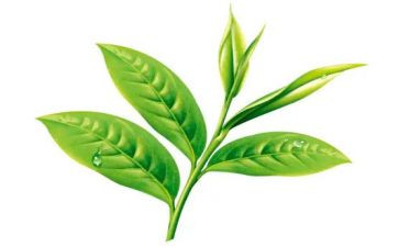 参观茶企业的心得体会优秀5篇