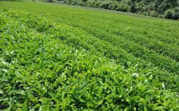 以茶为主题的演讲稿优质5篇