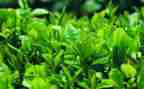 奶茶的营销策划方案5篇