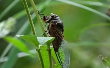 蝉的感悟素材作文5篇