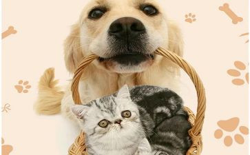 宠物猫的调查报告6篇