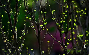 春节600字作文7篇