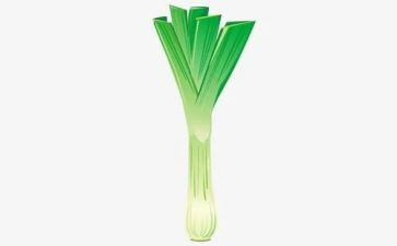 种植葱的教案6篇
