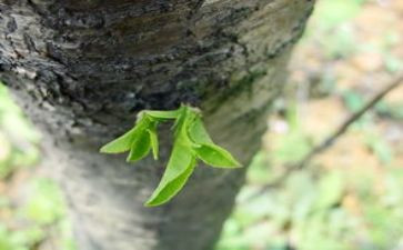 种子会发芽教案8篇