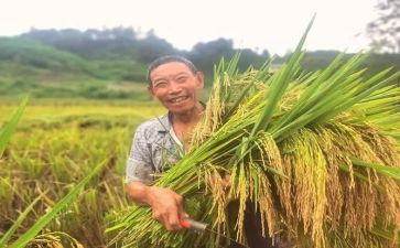丰收教案优质6篇