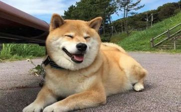 狗市场调查报告模板6篇