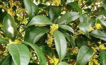 写桂花林的作文最新7篇
