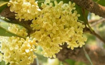 桂花作文600字最新7篇