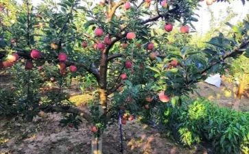 果树苗采购合同5篇