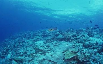 海底两读后感600字8篇