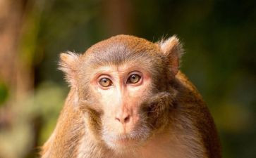 猴王出世读后感5篇