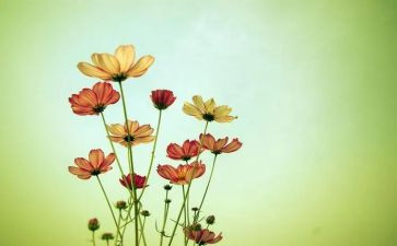 朝花夕拾《雪》的读后感通用6篇