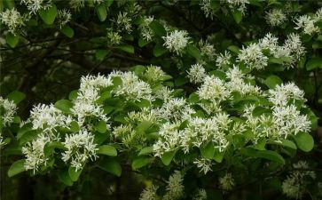 朝花夕的读后感400字6篇