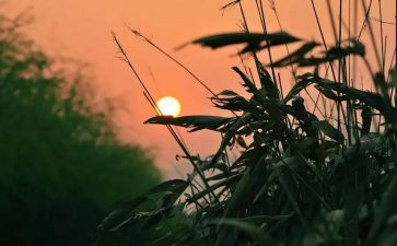 《秋天的怀念》优秀教案6篇