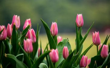 看,花开了作文7篇