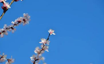 看,花开了作文600字5篇