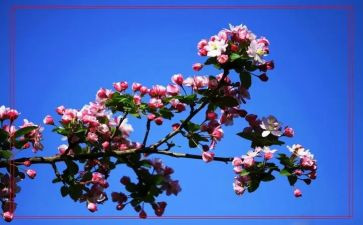 看,花开了作文优秀5篇