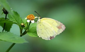 做蝴蝶教案优质6篇