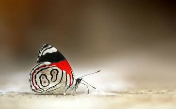 蝴蝶教案反思8篇