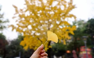 回忆秋天作文模板8篇