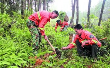 护林员总结报告推荐5篇