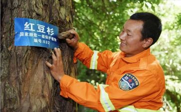 2024年度护林员工作总结精选8篇