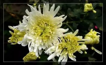 清明节祭奠英烈的演讲稿7篇