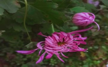 关于菊花赞的作文最新5篇